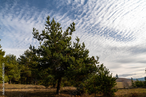 Pine wood tree, pinus sylvestris, blue sky with interesting clouds in the background.