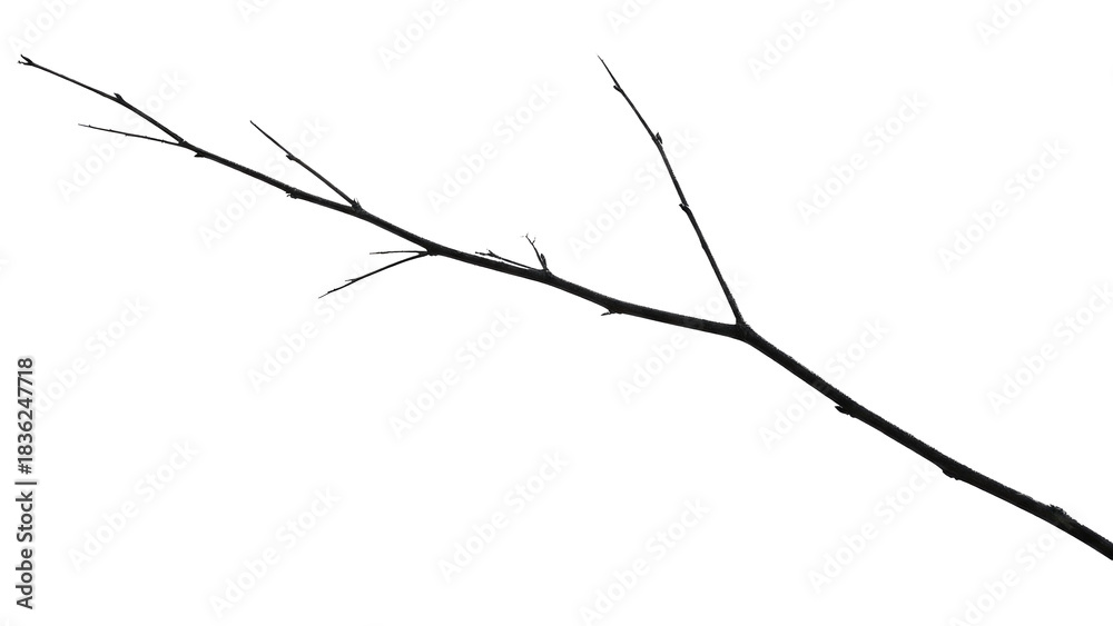 Fototapeta premium A minimalist shot of a slender, dark, bare tree branch with small buds and delicate twigs, isolated on a dark transparent background. background removed