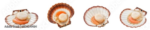 Set of various sea scallops in shells isolated on transparent background