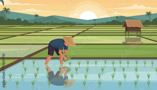 Rice Field Farmer Planting Rice Seedlings in Flooded Paddy.