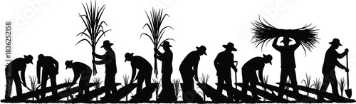 Sugarcane, harvest, field, silhouette, posture, gesture, hoe, shovel, carry, crop, labor, rural, agriculture, traditional, manual, worker, vector, black, pose, setup, flavector