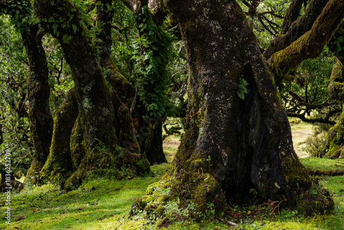 Explore the mystical landscapes of Fanal, Madeira, showcasing the ancient laurel forest. Dense trees envelop the area, creating a serene and timeless natural wonder