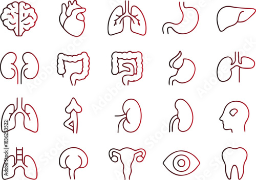 Human internal organs and body parts outline icon set for medical, health, biology, and anatomical illustrations, including brain, heart, lungs, and various systems
