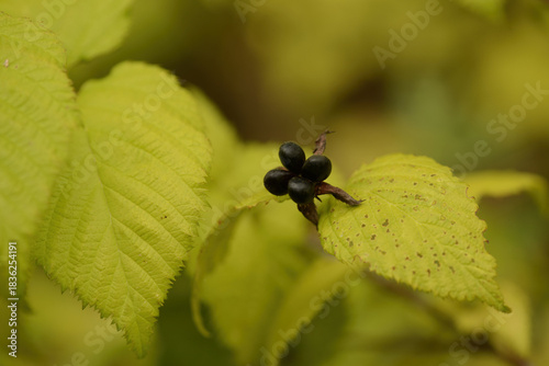 Canvas-taulu Rhodotypos scandens glossy black nutlets forming clustered autumn fruits that pe