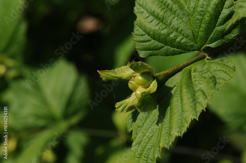 Fotografi Rhodotypos scandens glossy black nutlets forming clustered autumn fruits that pe