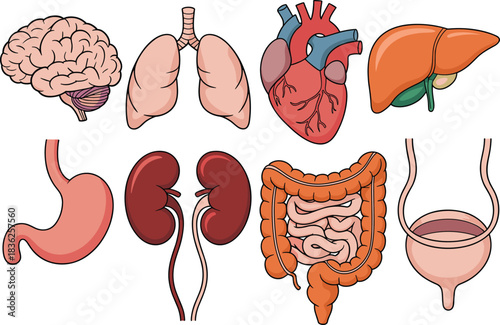 Detailed medical illustration set of human organs including brain, lungs, heart, liver, stomach, kidneys, intestines and bladder for anatomy education