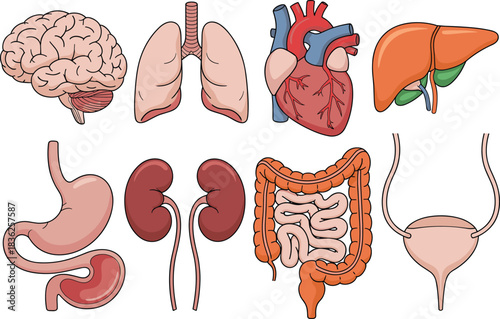 Detailed medical illustration set of human organs including brain, lungs, heart, liver, stomach, kidneys, intestines and bladder for anatomy education