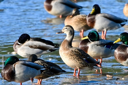 duck and ducklings カモ夫人