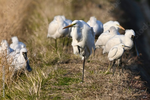 great blue heron ダイサギさんたち