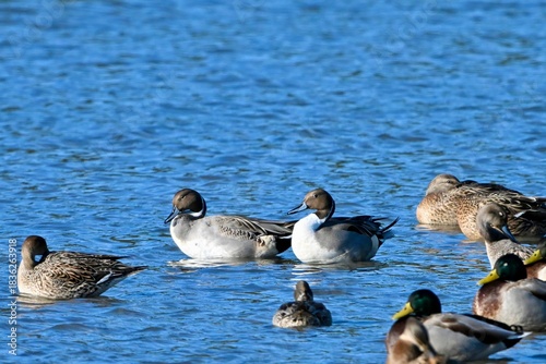 ducks in the water オナガガモさん