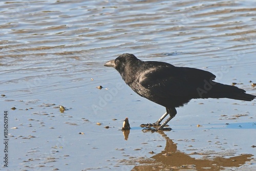 cormorant in flight カラスさん