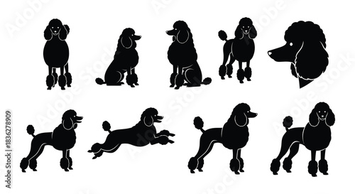 A collection of black silhouettes depicting various poodle dog poses and sizes