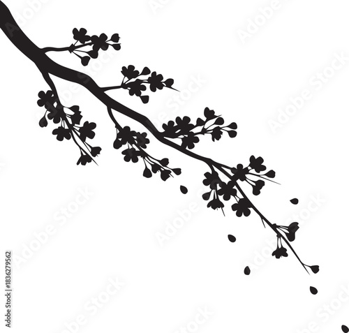 Silhouette of a blooming cherry blossom branch with falling petals