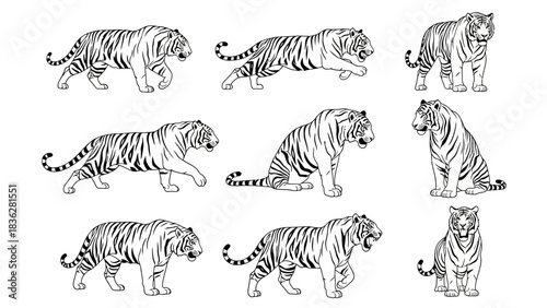 Set of nine hand-drawn tiger illustrations in various poses. A monochrome collection of powerful wildcats for wildlife and zoology designs