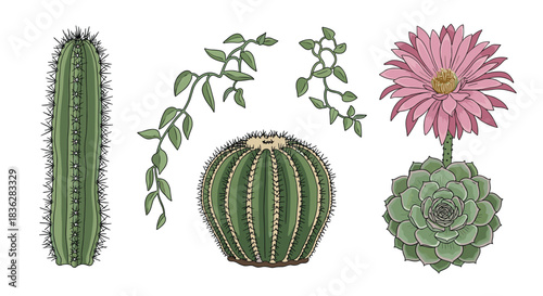 Set of beautifully hand-drawn desert plants, including a tall saguaro, a round barrel cactus, succulents, and hanging vines.
