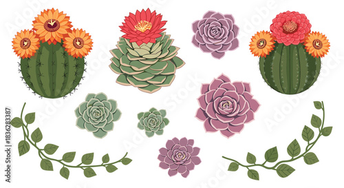 A beautiful botanical collection of hand-drawn blooming cacti, various colorful succulents, and delicate green climbing vines.