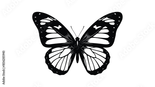 Photos Beautiful black and white butterfly silhouette