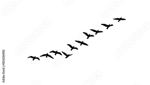 Flock of birds flying in formation against white background