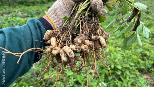 Photos Hand holding freshly uprooted peanut plants with roots and pods, captured in a lush green farmland during harvest season