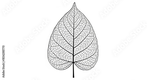 Detailed black and white leaf skeleton illustration against a clean white background design element