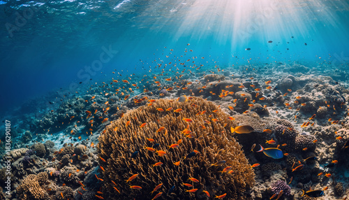 Sunlit Tropical Coral Reef