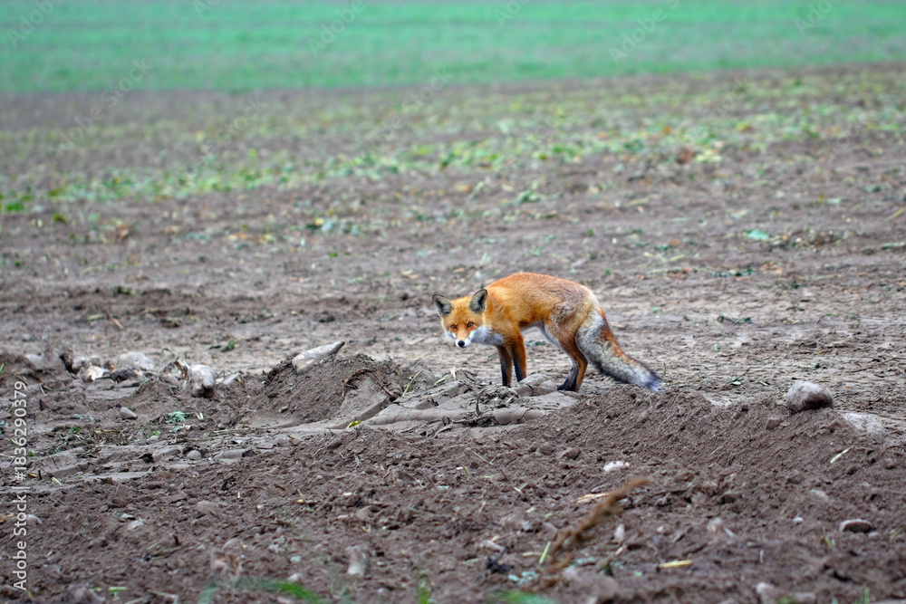Obraz premium Red fox, Vulpes vulpes with beautiful winter fur in rural areas in late fall.