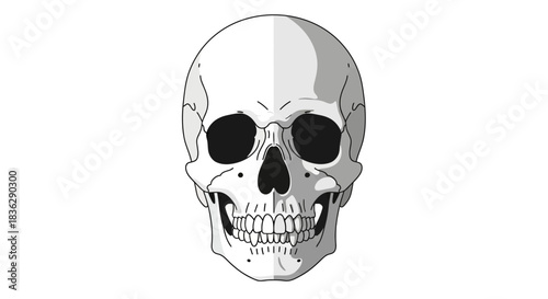 A stylized human skull shown from the front with detailed teeth.