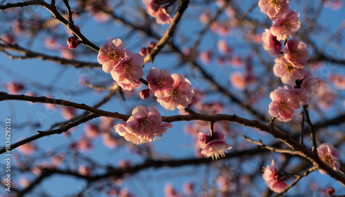 Pink Plum Blossoms in Warm Sunset Light
