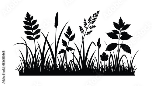 Black Silhouette of Grass and Wild Plants nature
