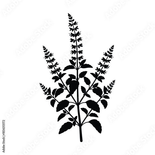 Silhouette of a Holy Basil plant with flowers tulsi