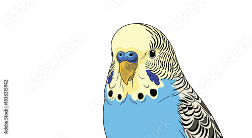 A friendly blue and yellow cartoon budgerigar with a curious expression looking directly at the viewer on a clean white background.