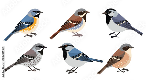 A diverse collection of stylized vector illustrations featuring various small, colorful songbirds.