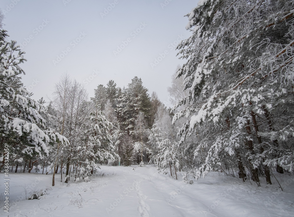 Fototapeta premium winter road in the forest