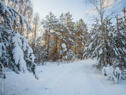 Wallpaper Mural snow covered trees in winter Torontodigital.ca