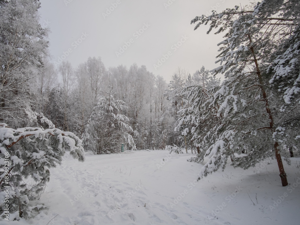 Fototapeta premium snow covered trees in winter forest