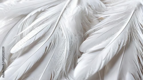 Close-up shot of white feathers on a white background