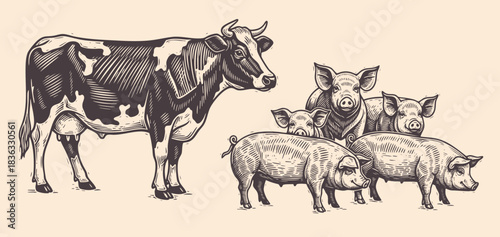 Hand drawn vintage sketch of cow and pigs in rustic farm style, detailed livestock animal illustration in engraved design
