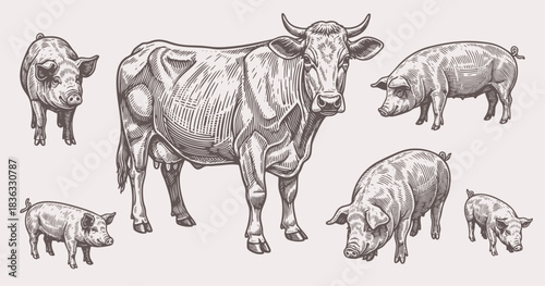 Hand drawn vintage sketch of cow and pigs in rustic farm style, detailed livestock animal illustration in engraved design