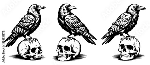 Three detailed black and white illustrations of crows perched atop human skulls, conveying themes of mortality, mystery, and gothic aesthetics.