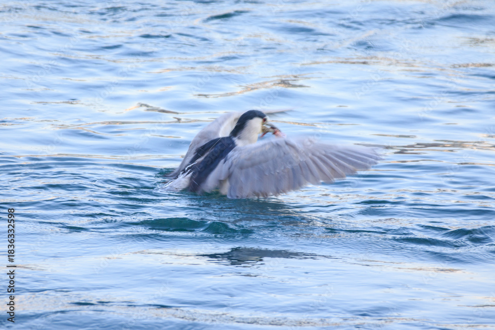Fototapeta premium Night Heron Catching Fish on Calm Coastal Water
