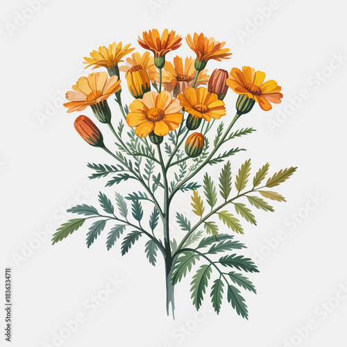 This vibrant illustration showcases a beautiful cluster of bright orange marigold flowers with green leaves, perfect for spring and summer decoration or gardening themes.