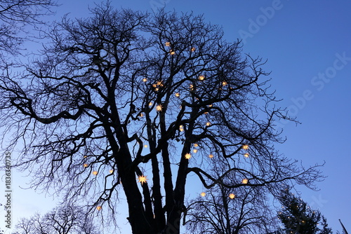 Der Adventsbaum am Abend