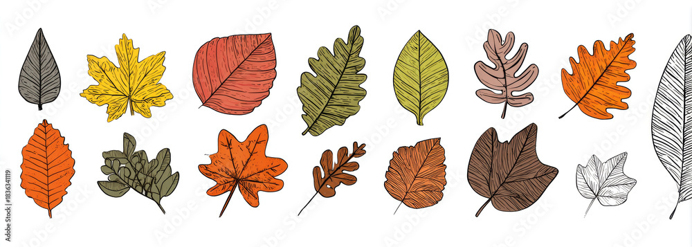 Fototapeta premium Hand-drawn vector diverse autumn leaves, showcasing various shapes, colors, and textures, perfect for seasonal designs