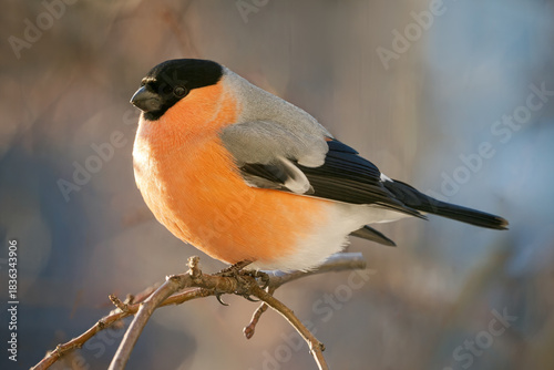 Bullfinch perched on a tree branch