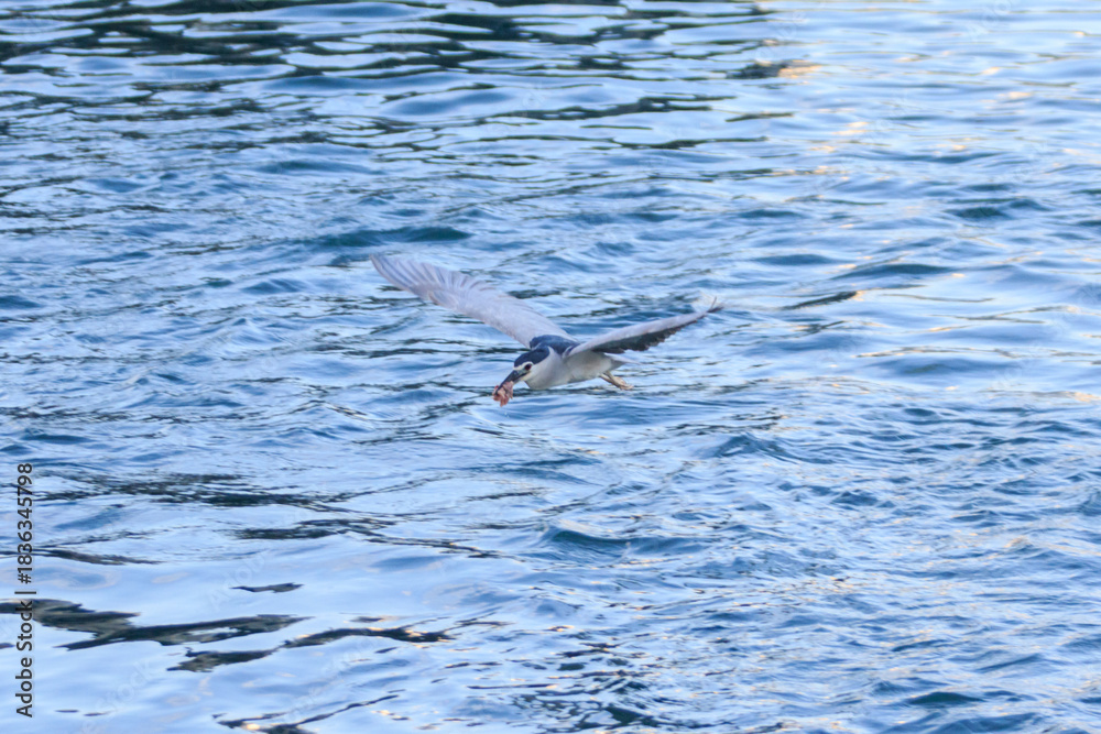 Obraz premium Night Heron Catching Fish on Calm Coastal Water