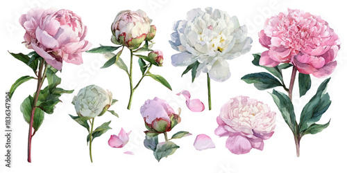Collection of delicate watercolor peonies in various shades of pink and white with green leaves