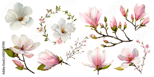 Delicate watercolor illustrations of pink and white magnolia flowers and branches on a white background