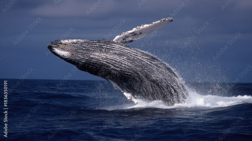 Fototapeta premium A humpback whale breaching in the ocean with its tail fluke raised above the water.