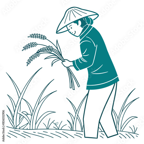 Asian farmer in conical hat harvests rice stalk from paddy field with care