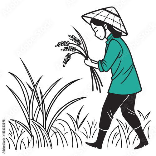 Asian farmer wearing a conical hat and harvesting rice in a field is shown